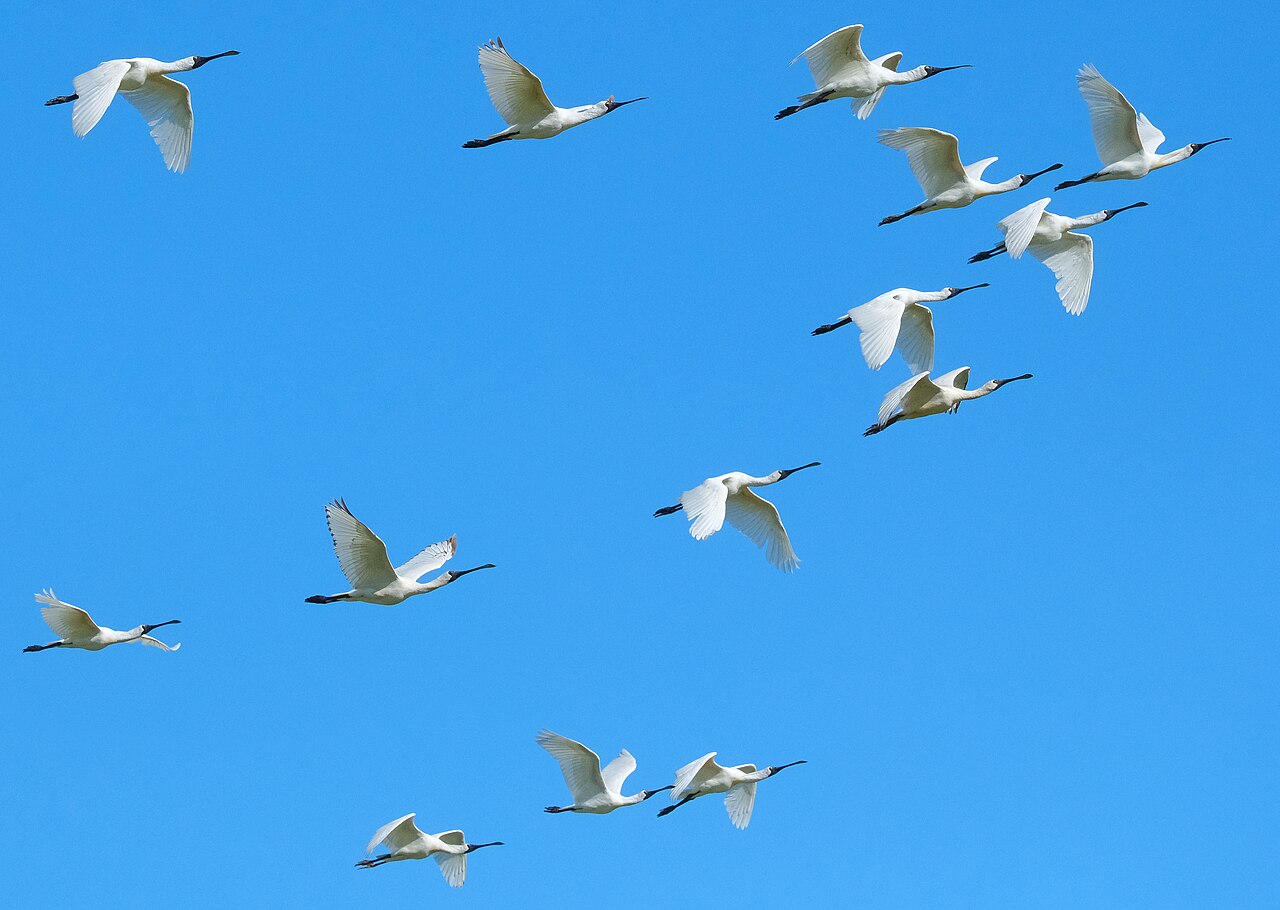 A flock of spoonbills flying against a blue sky