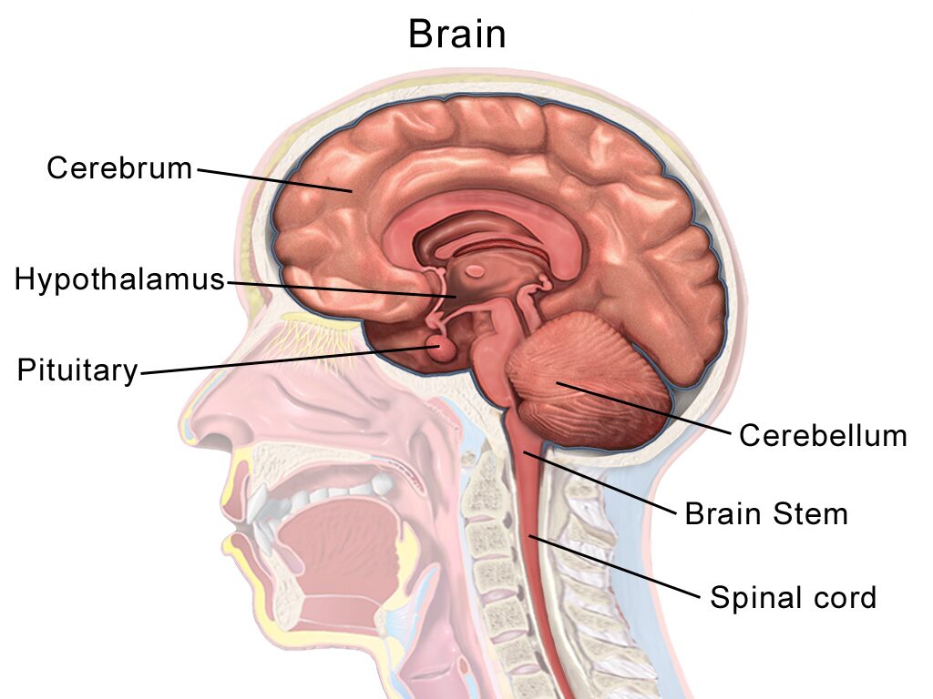 Anatomical illustration of the human brain in sagittal section