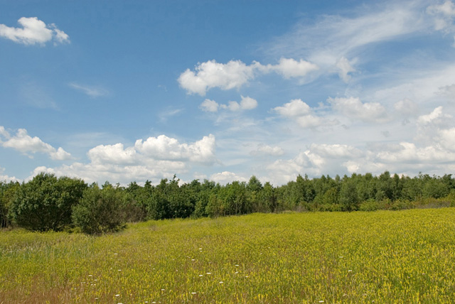 A green meadow full of wildflowers and plants