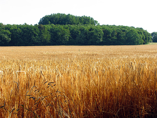 A golden barley field ripe and ready for harvest