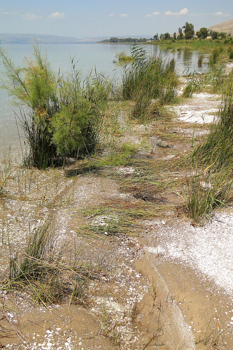 Photo of the shore of the Sea of Galilee