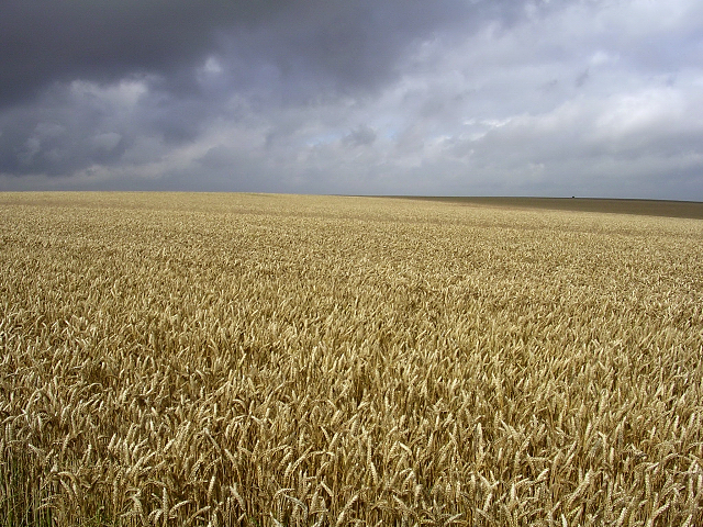 A field of ripe wheat. As the word says that a grain of wheat falling to the earth and dying bears much fruit (John 12:24), the death of self-denial leads to the fruit of disciple reproduction.