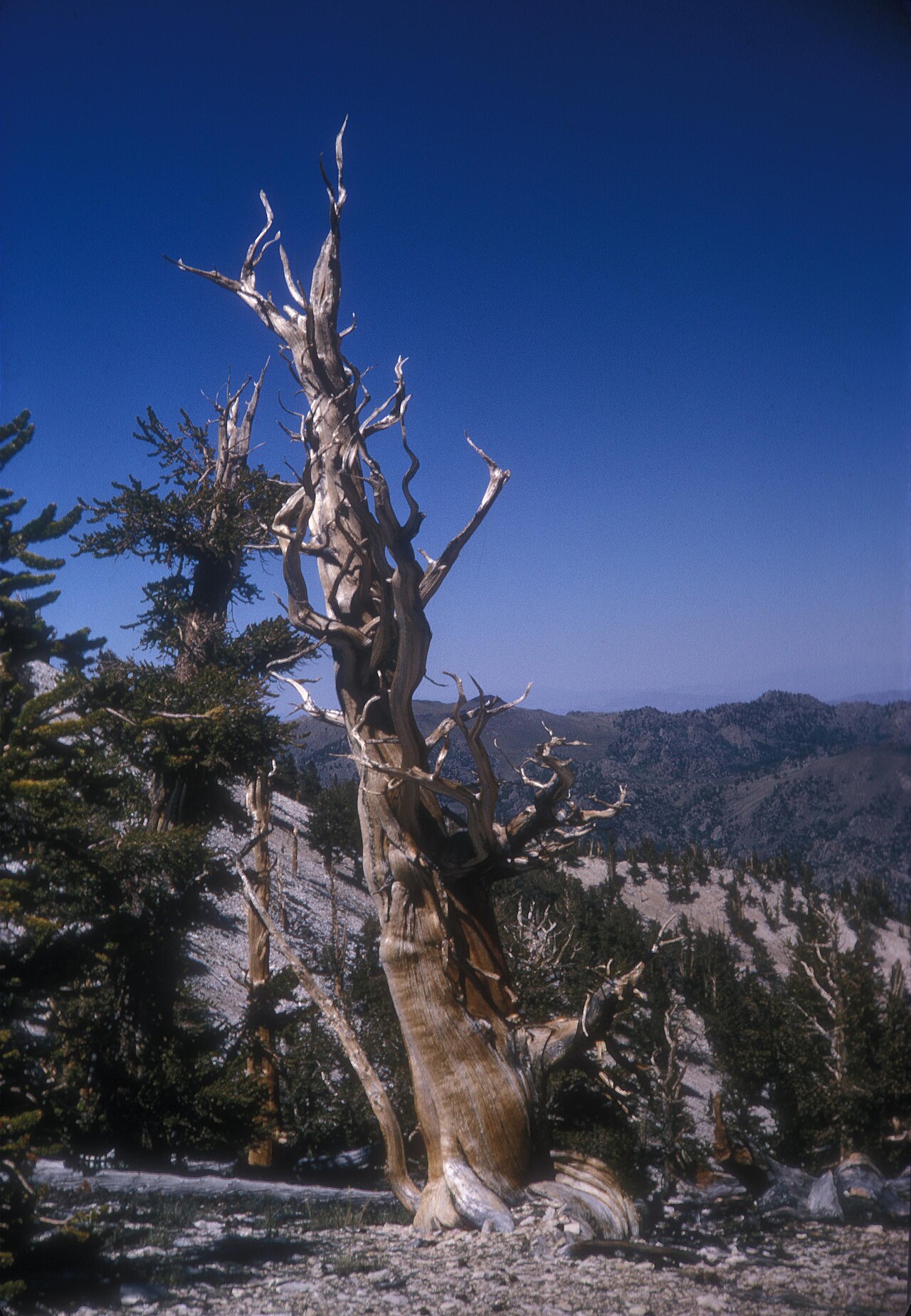 An ancient, twisted bristlecone pine standing on a barren mountain ridge