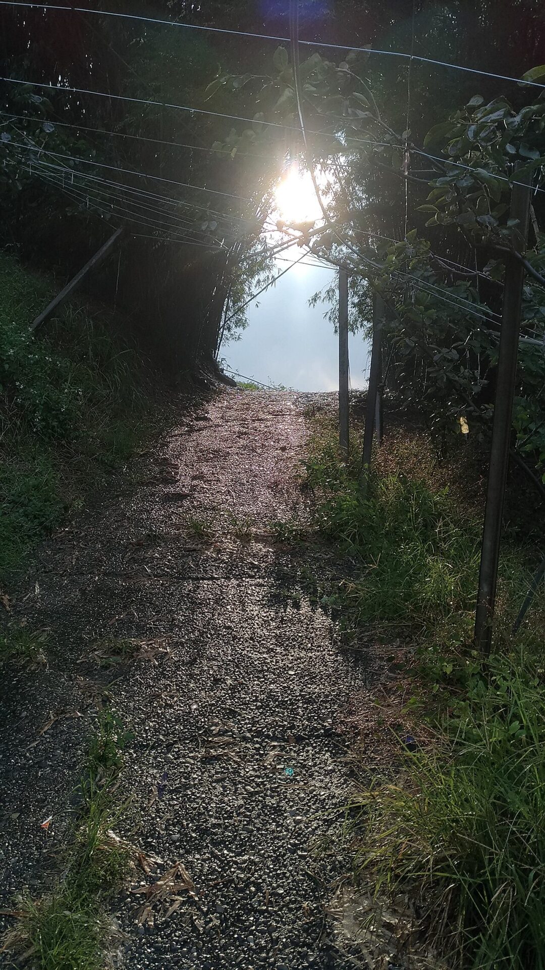 A ray of light shining through a bamboo forest path