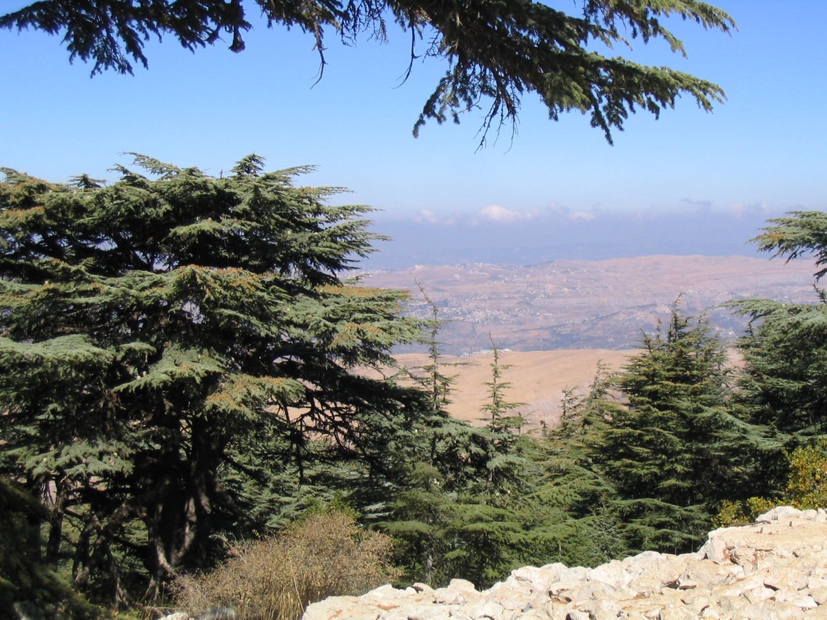 Cedar forest on a ridge of Mount Lebanon overlooking the valley