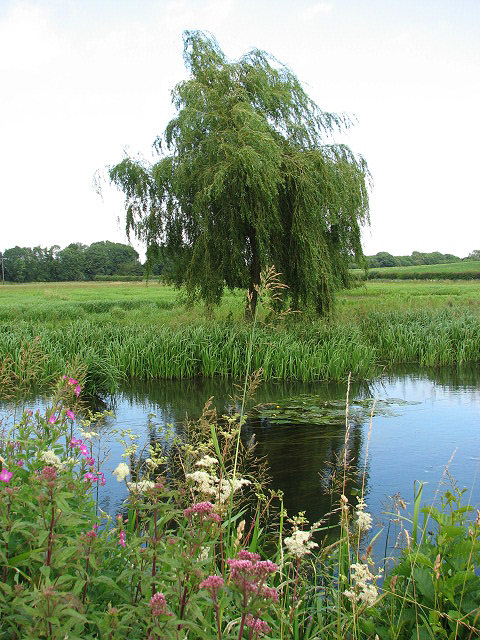 A tree planted by streams of water — the one who meditates on the law day and night yields fruit in season (Psalm 1:2-3).