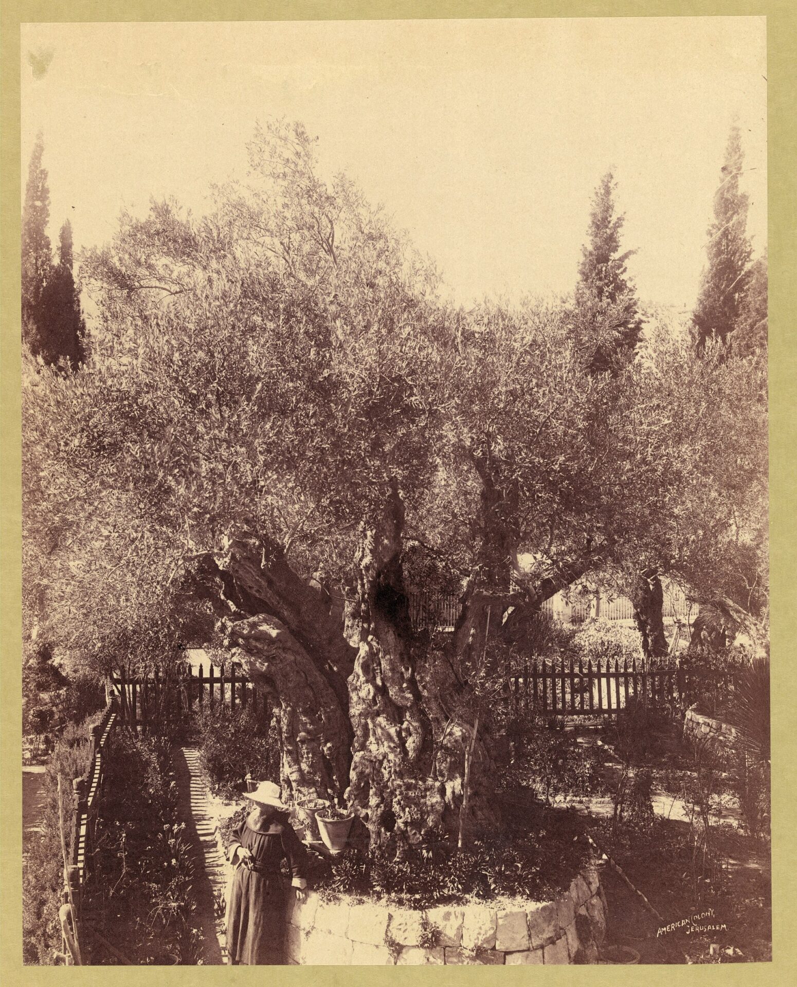 Ancient olive trees in the Garden of Gethsemane on the Mount of Olives — here Jesus knelt in prayer (Luke 22:39-46).