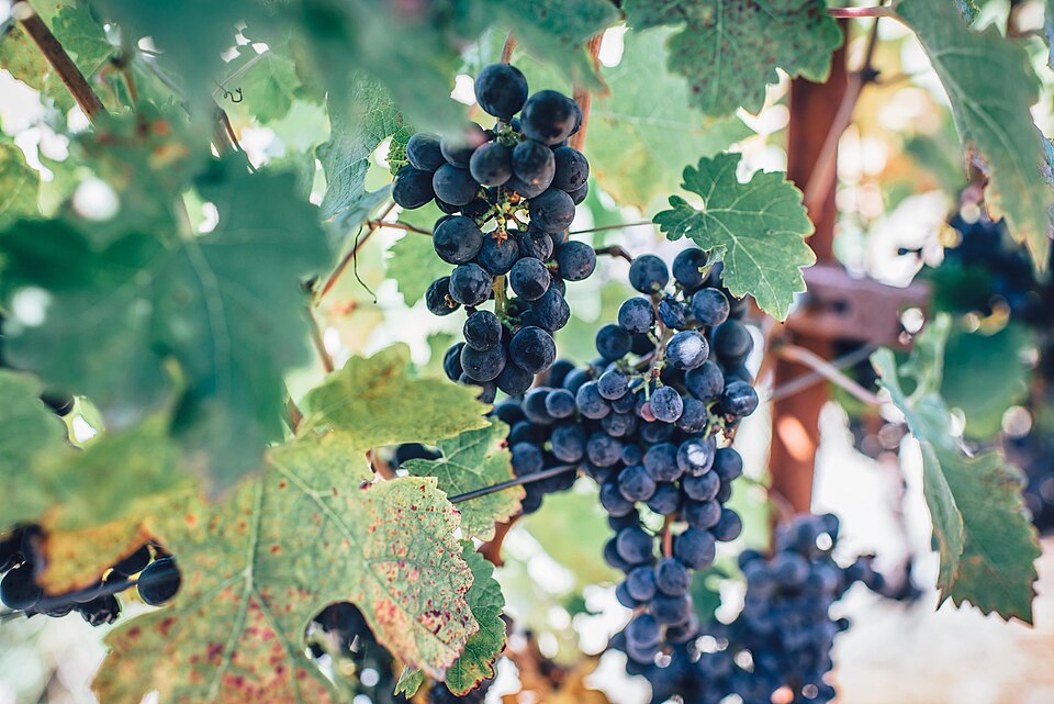 A grapevine and its branches — as a branch bears fruit only while joined to the vine, the disciple's fruit comes from abiding in the word (John 15:4-5).