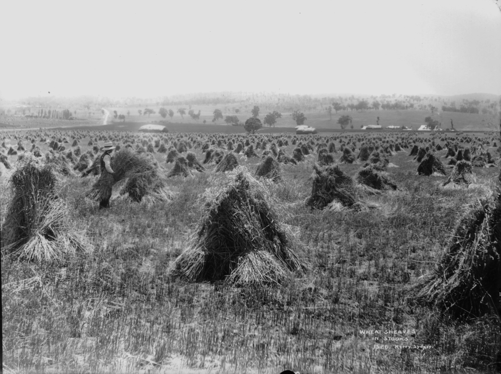 Wheat sheaves stooked in a field. Cain was “a tiller of the ground,” bringing “the fruit of the ground” as his offering (Genesis 4:2-3).
