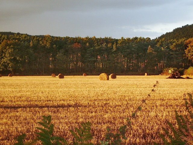 A field with hay bales after the wheat harvest