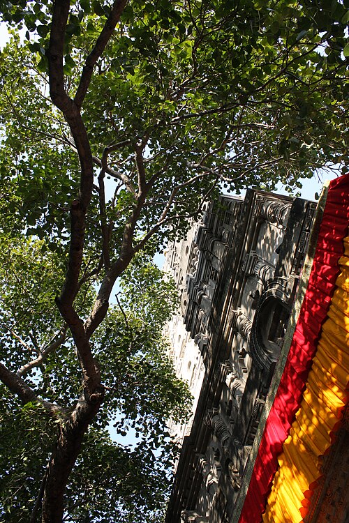 Photograph of the Bodhi tree and the Mahabodhi Temple in Bodh Gaya, India