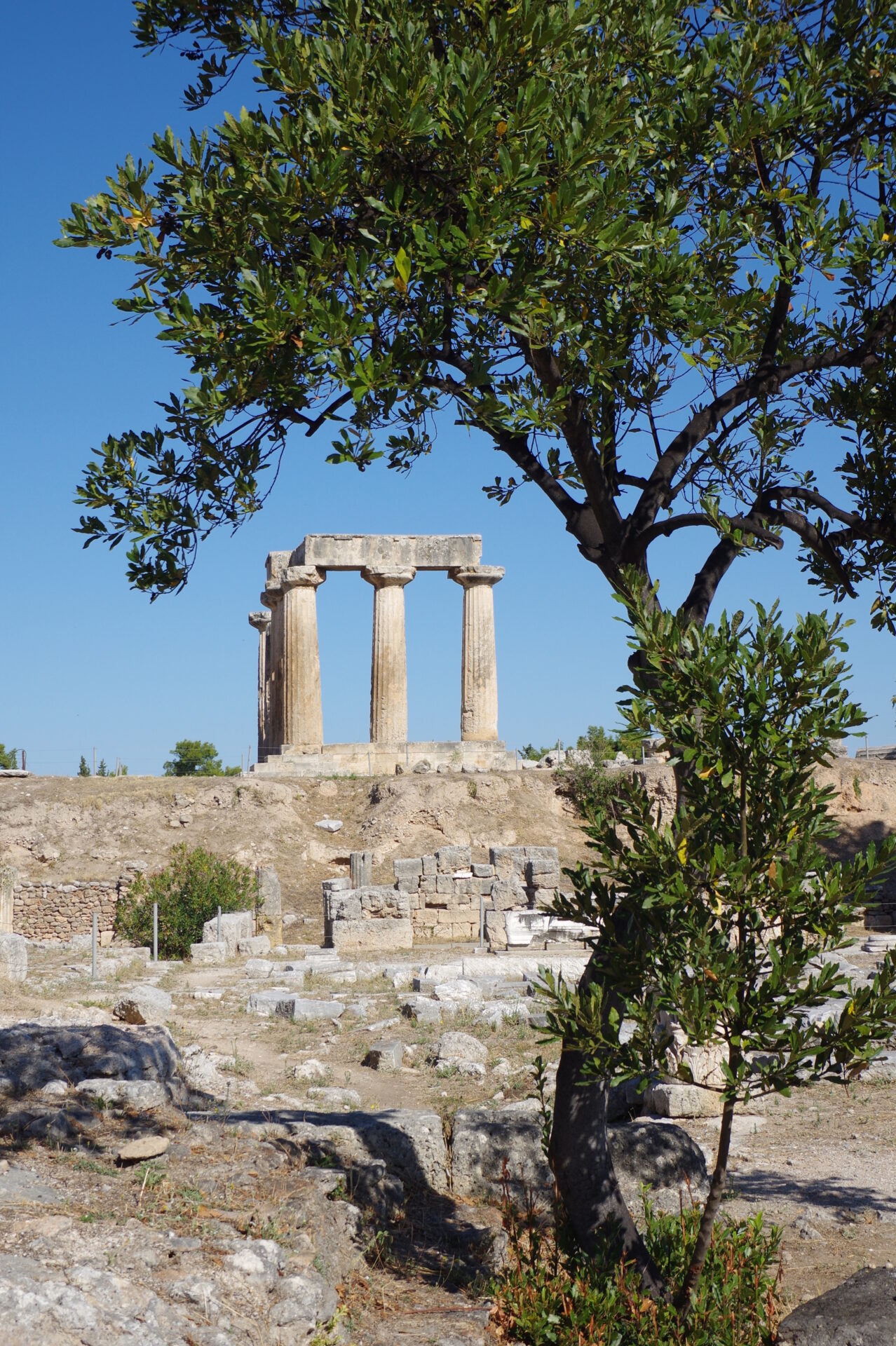 Columns of the Temple of Apollo among the ruins of ancient Corinth, with an olive tree