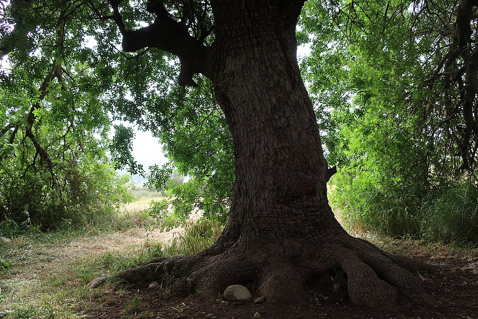 An ancient terebinth tree