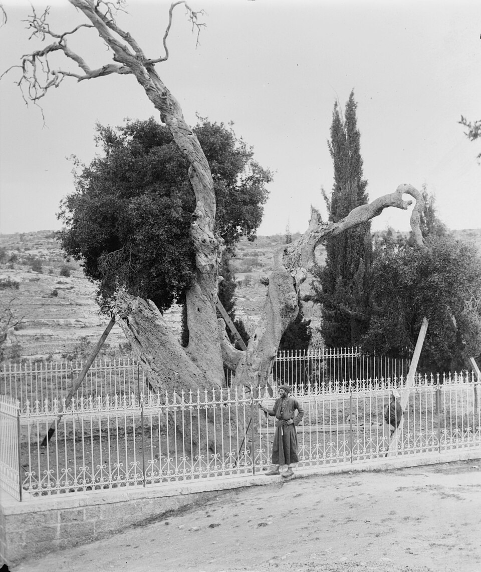 An old photo of the ancient oak tree at Mamre near Hebron