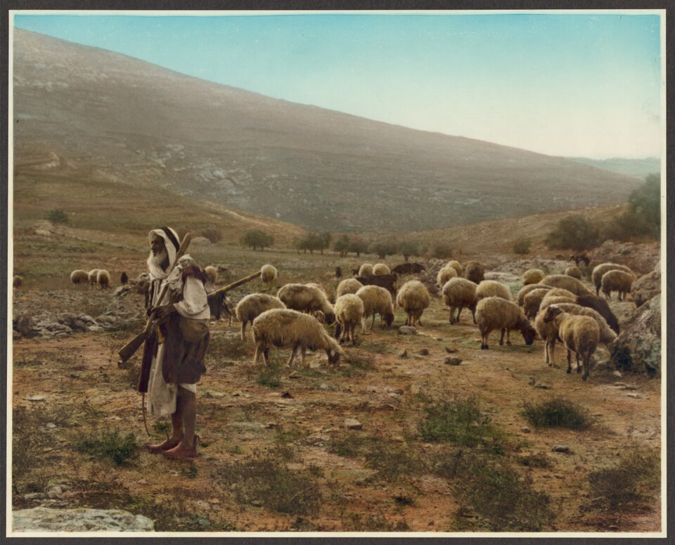 An old photo of a shepherd tending a flock in the Jordan Valley