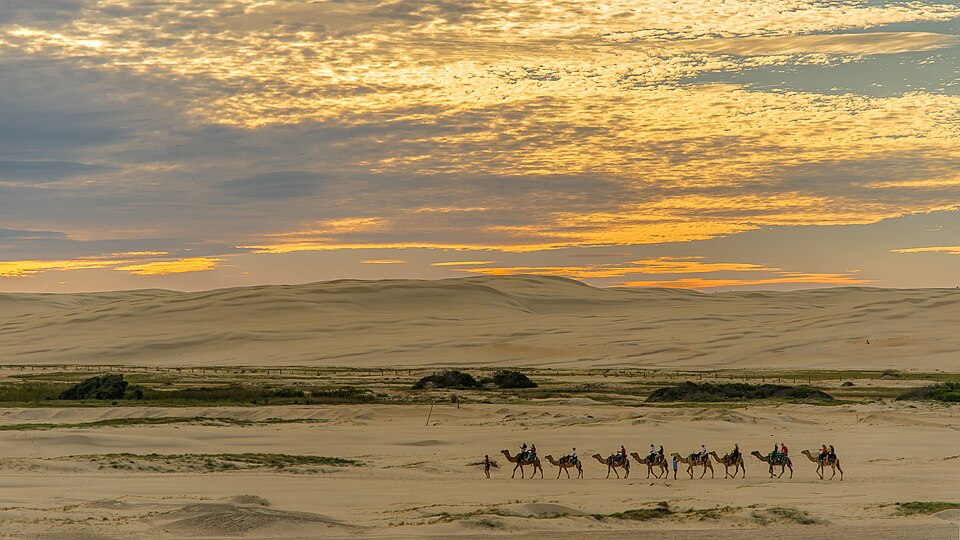 A camel caravan crossing the desert at sunset