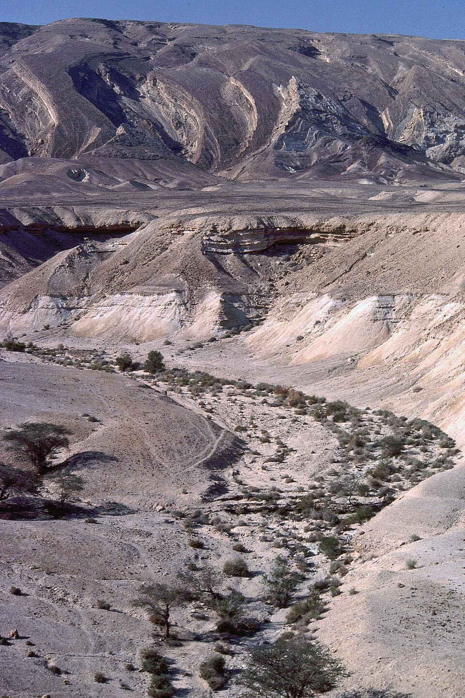 A canyon in the Negev desert of Israel with acacia trees
