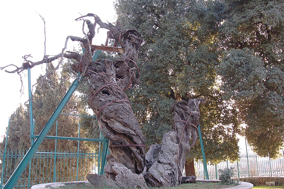 The ancient oak tree at Hebron