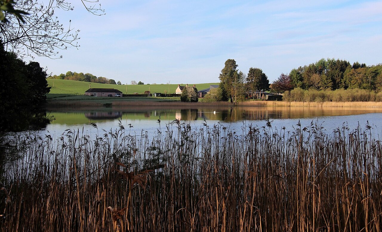 Lakeside with reeds and trees
