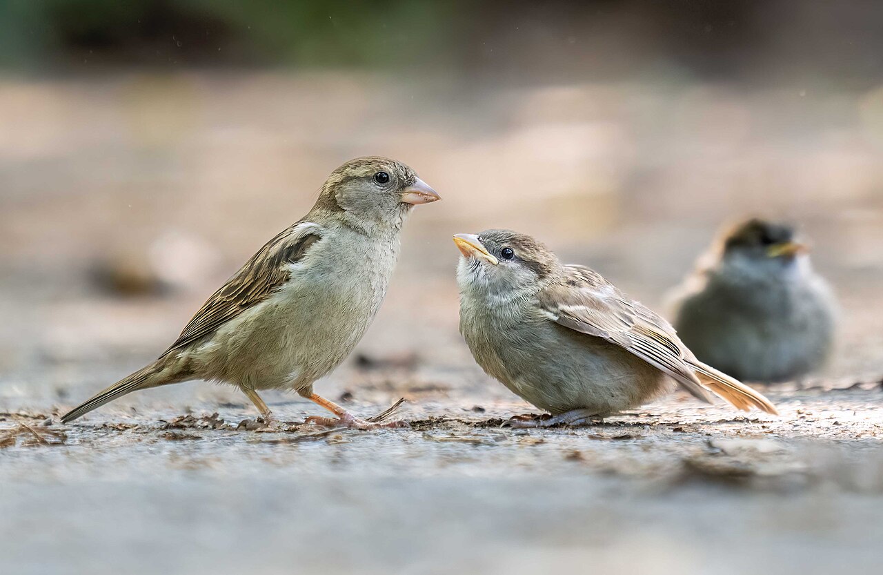 House sparrow with two chicks