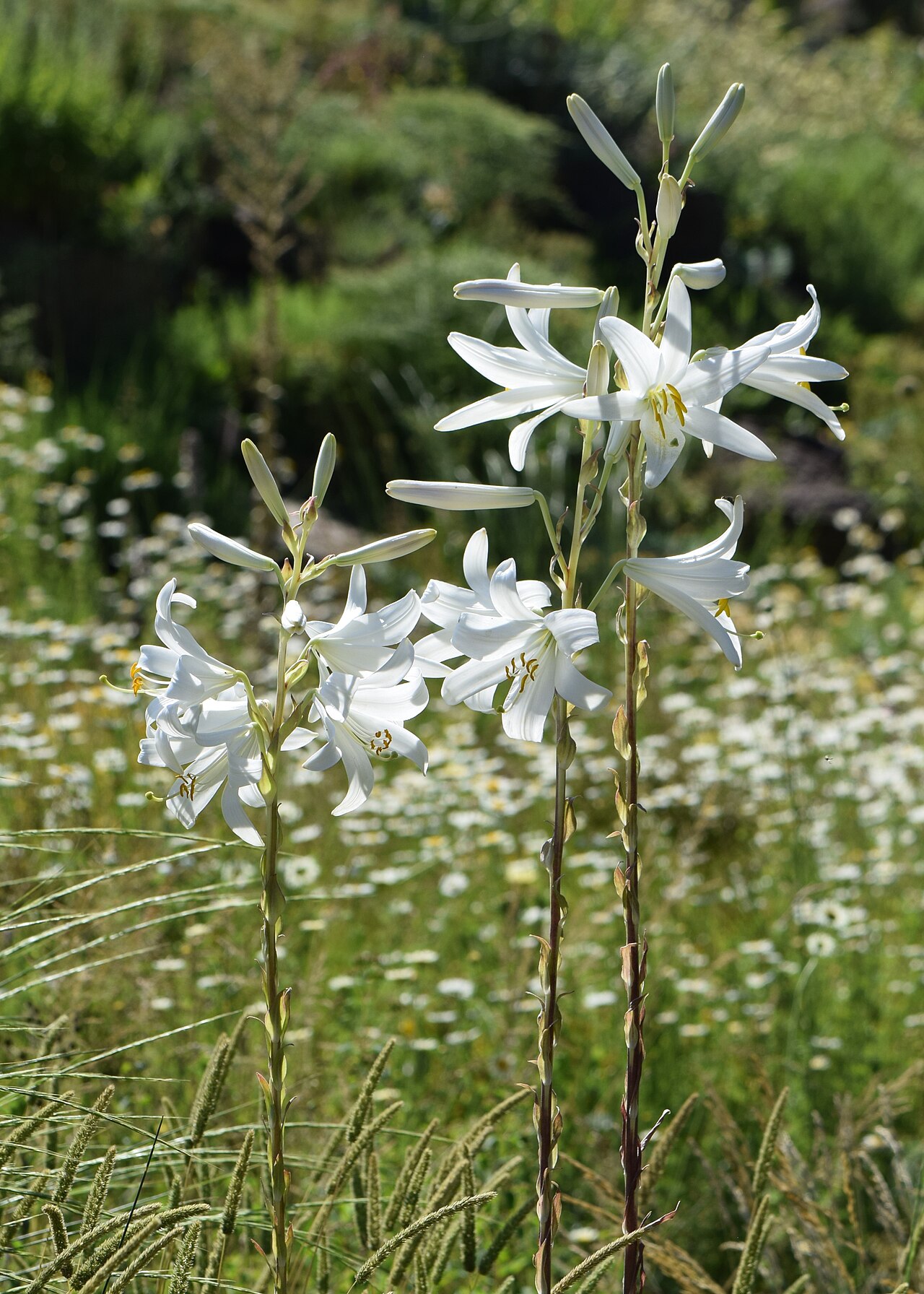 White lilies growing among grass
