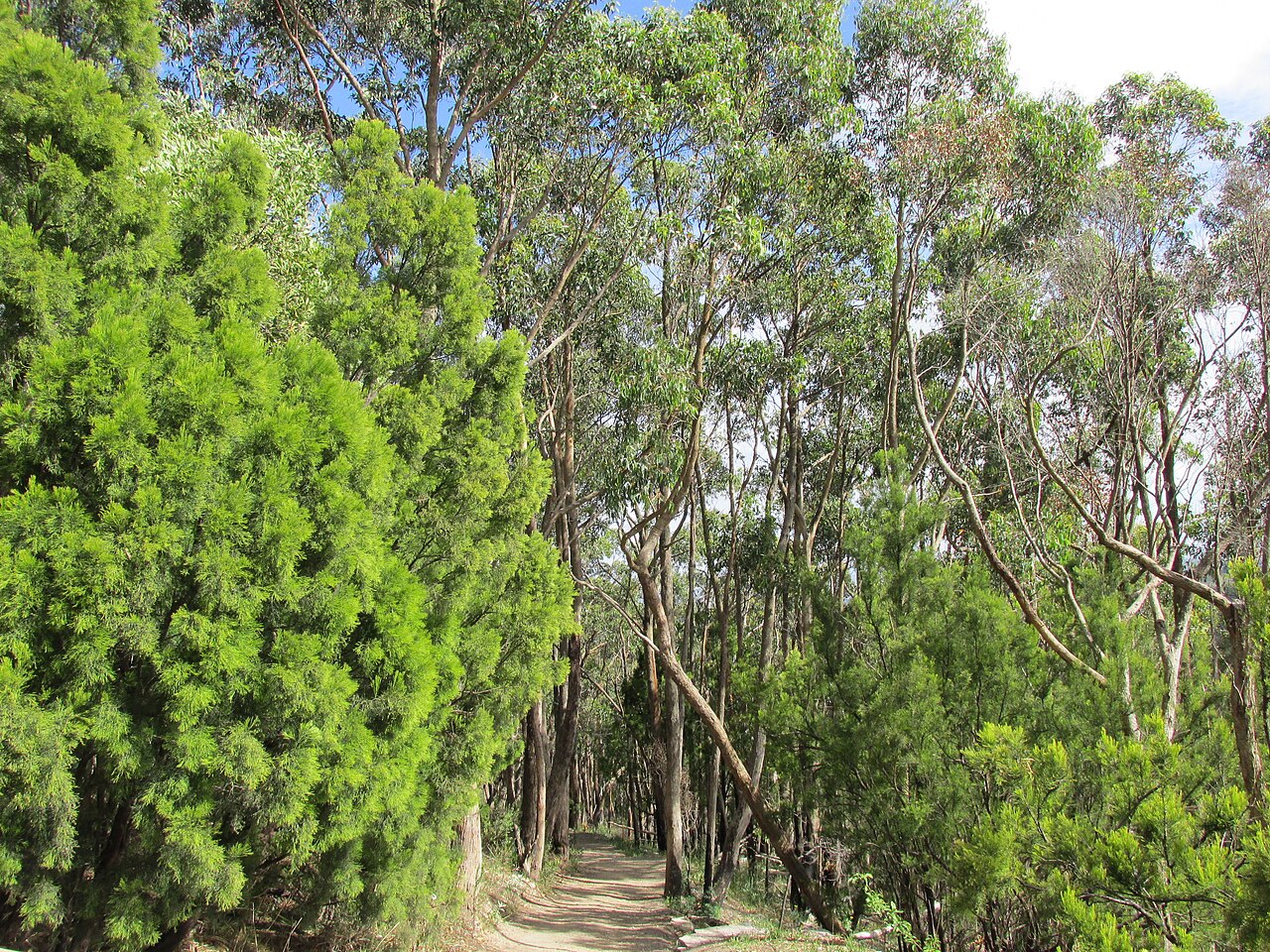 A forest path on Mount Lofty, Australia. This modern photograph invites reflection on walking wisely in daily life.