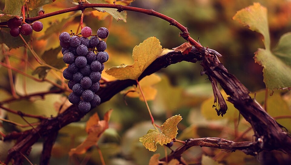 Purple grapes growing on a grapevine branch