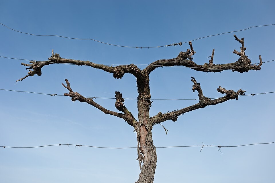 A grapevine trunk and branches extending between support wires