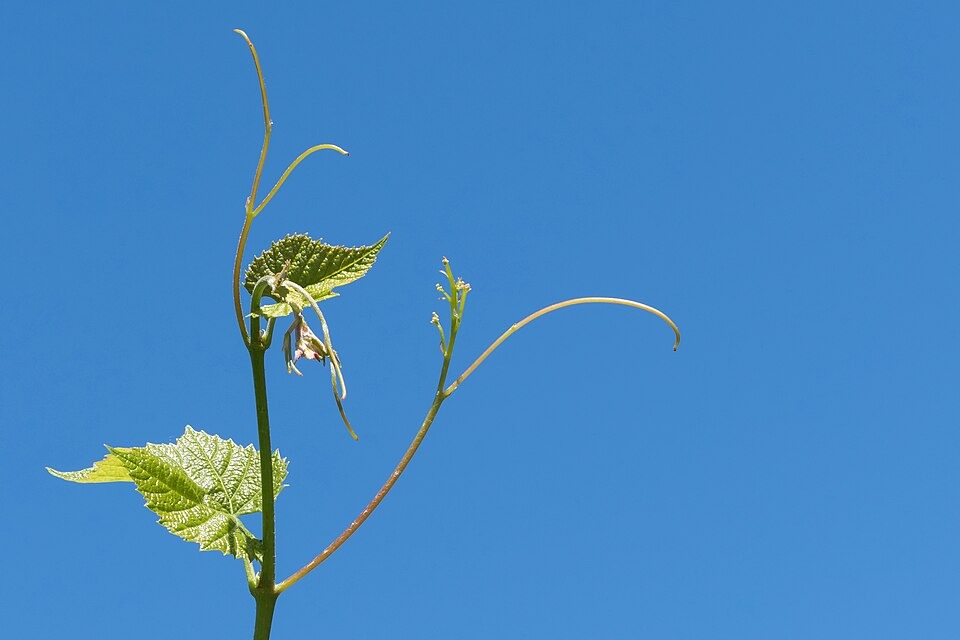 Young grapevine leaves and tendrils against a blue sky