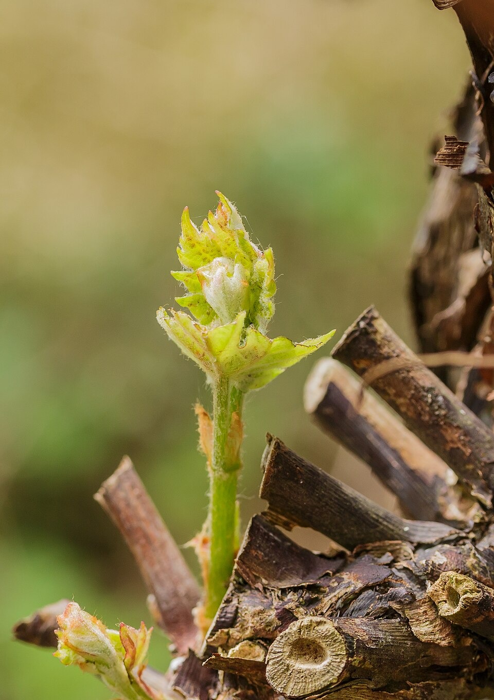 A green new shoot growing beside pruned grapevine wood