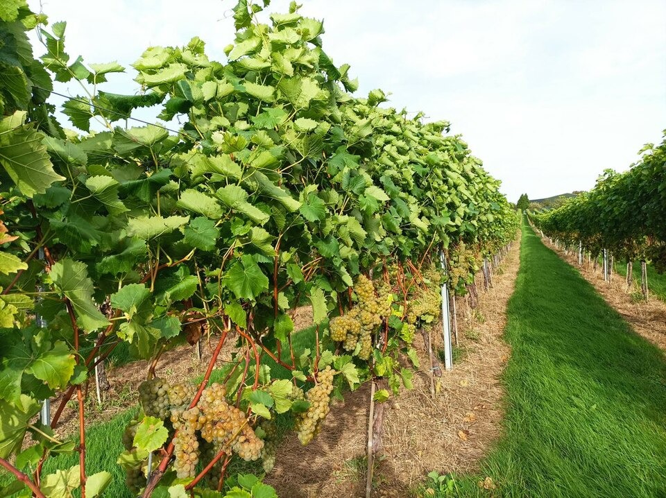 A grassy path between rows of leafy vines bearing grapes