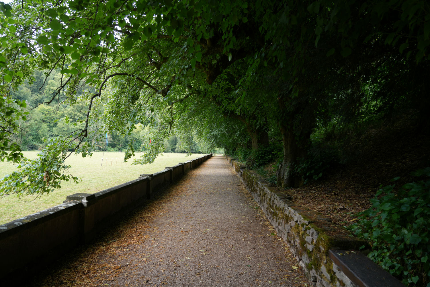 A quiet path under the shade of trees.