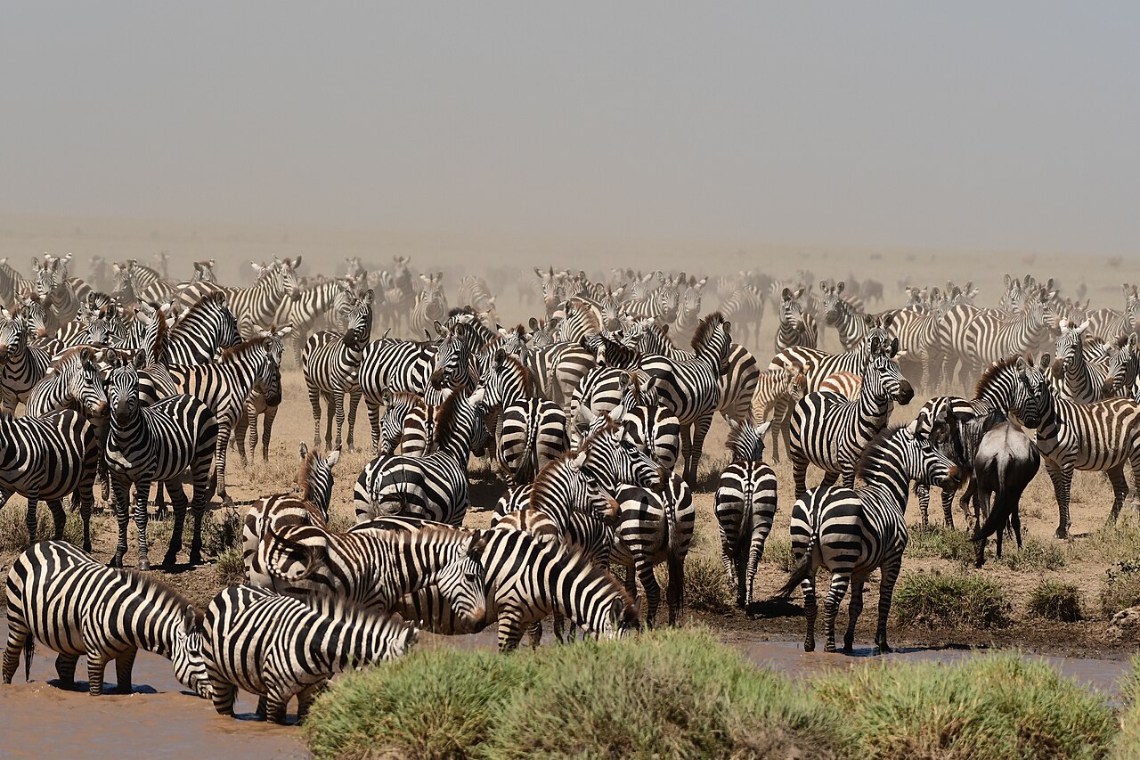 A herd of zebras gathered at the water’s edge