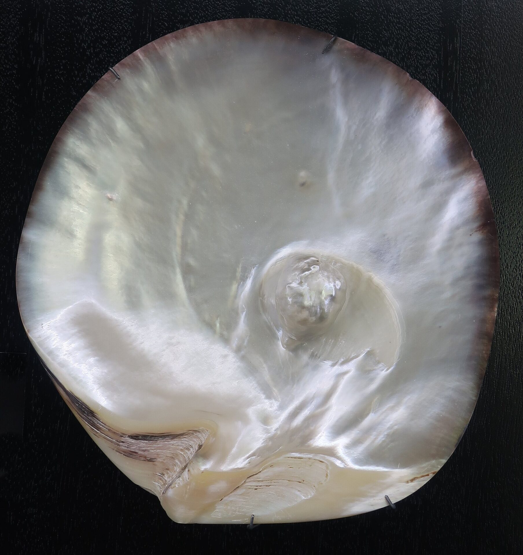 A black-lipped oyster shell with a natural pearl attached