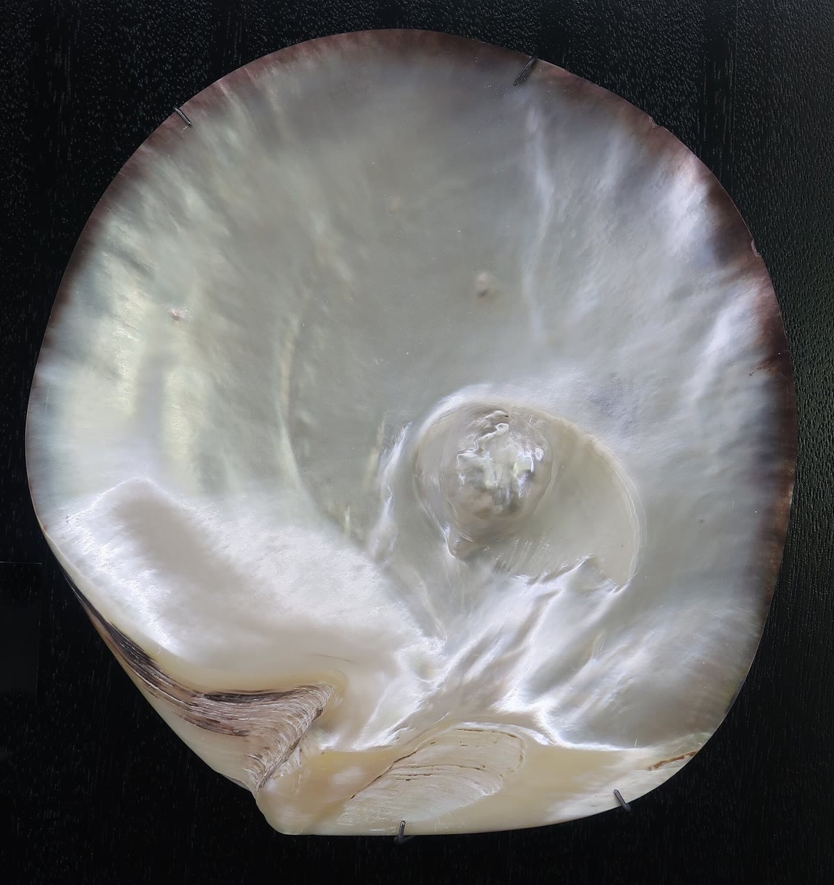 A natural pearl grown attached to the inside of a pearl oyster shell